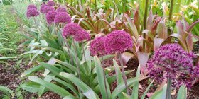 Allium 'Ostara'